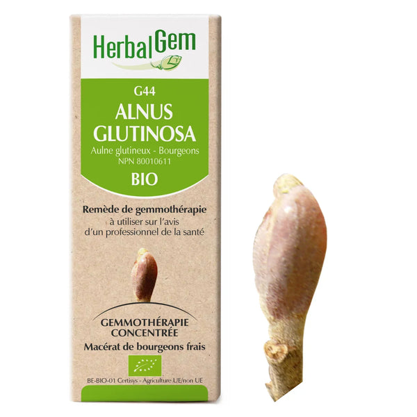 G44 - Alnus glutinosa - Aulne glutineux