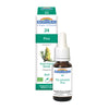 Pin sylvestre