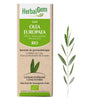 G64 - Olea europaea - Olivier