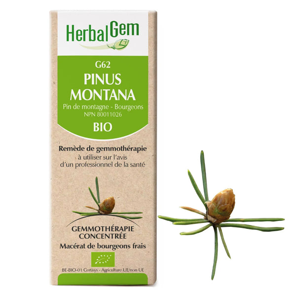 G62 - Pinus Montana - pin