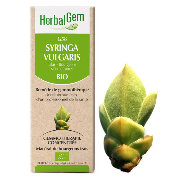 G58 - Syringa vulgaris - Lilas