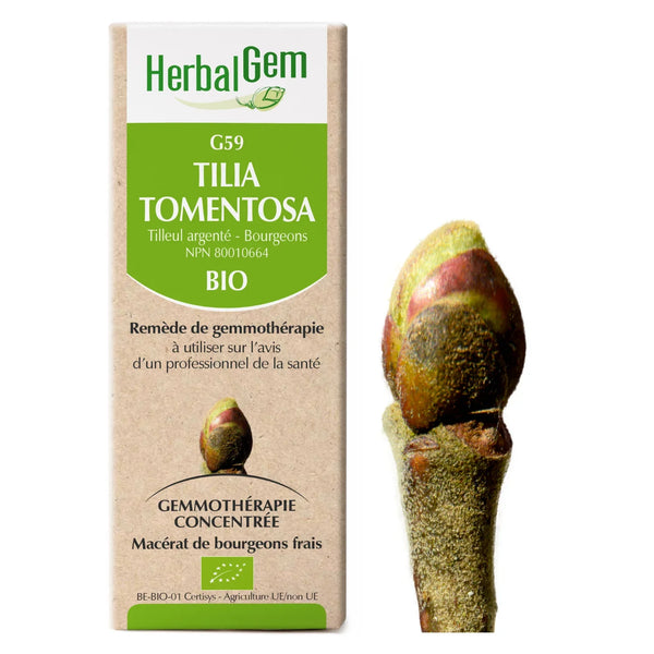 G59 - Tilia tomentosa - Tilleul