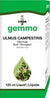 Ulmus campestris