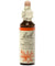 Red Chestnut - Marronier Rouge