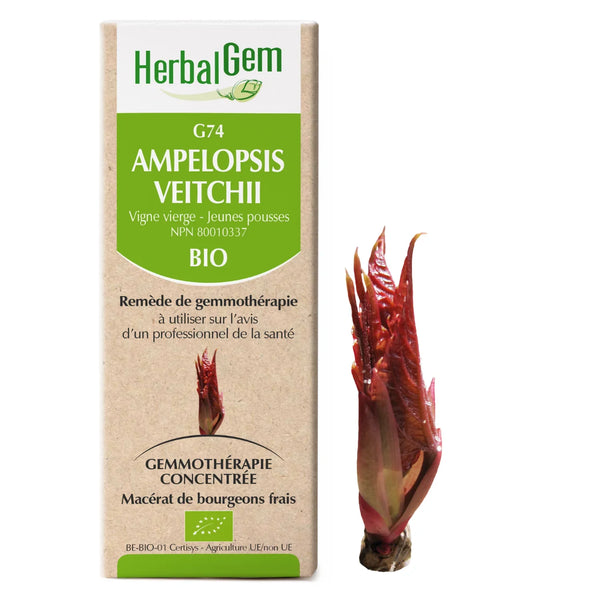 G74 - Ampelopsis veitchii - Vigne Vierge