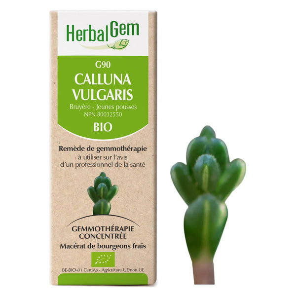 G90 - Calluna vulgaris - callune