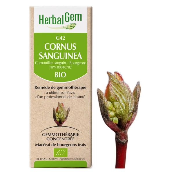 G42 - Cornus sanguinea - Cornouiller sanguin