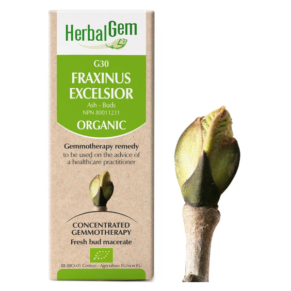 G30 - Fraxinus excelsior (frêne)