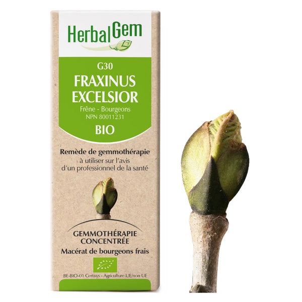 G31 - Fagus Sylvatica - hêtre