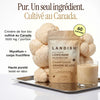 Crinière de lion - Lion's mane