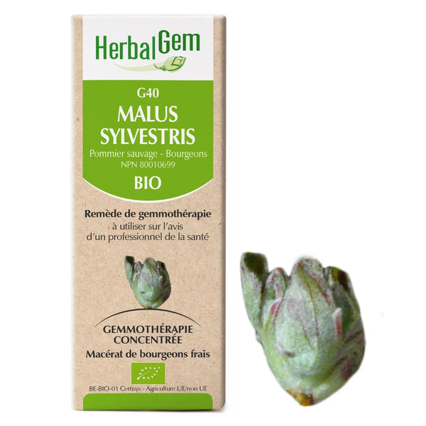 G40 - Malus Sylvestris - Pommier sauvage