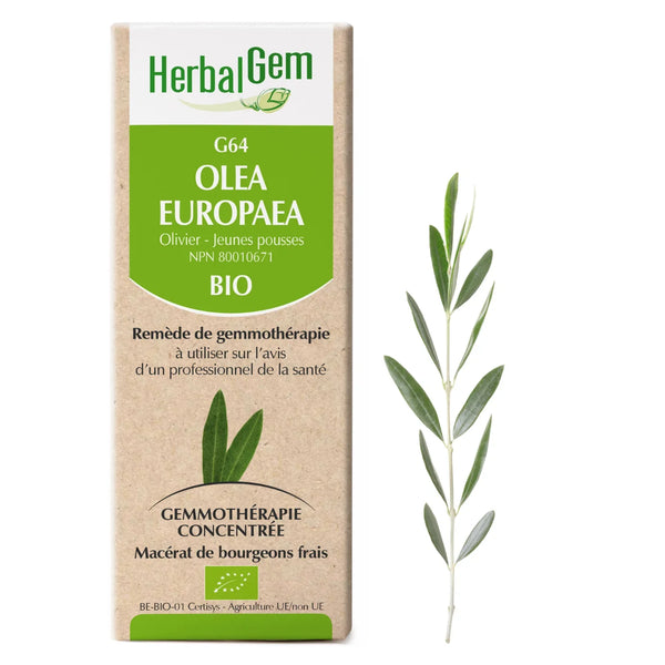 G64 - Olea europaea - Olivier