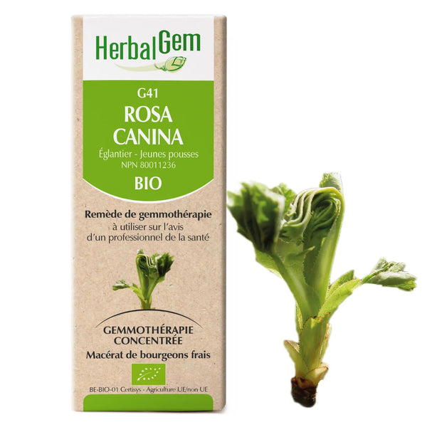 G41 - Rosa canina - Rosier sauvage
