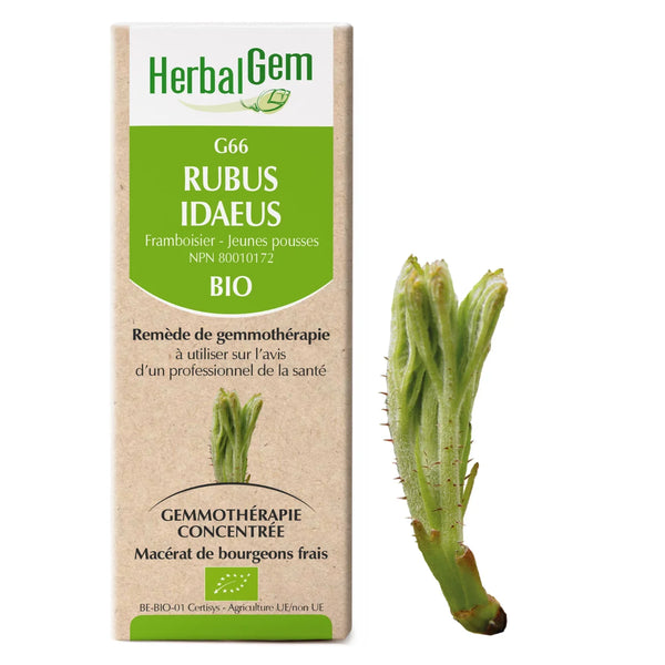 G66 - Rubus idaeus - Framboisier