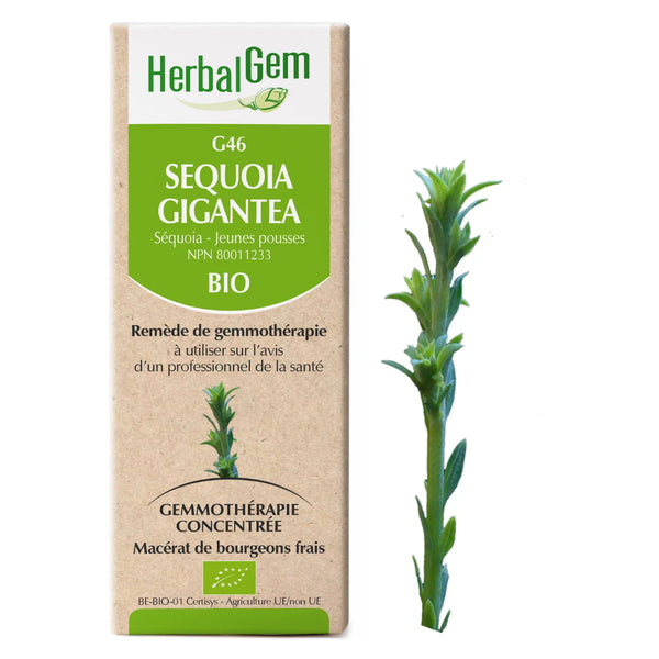 G46 - Sequoia gigantea - séquoia